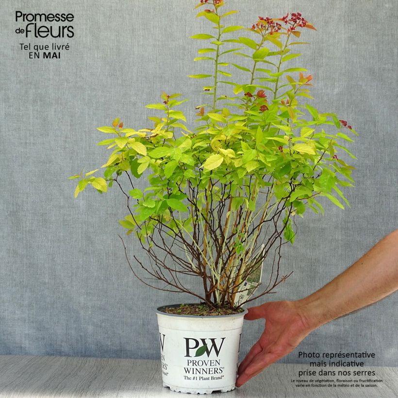 Amostra de Espireia-japonesa Double Play Big Bang - Spiraea japonica Vaso de 2 L/3 L tal como entregue na primavera