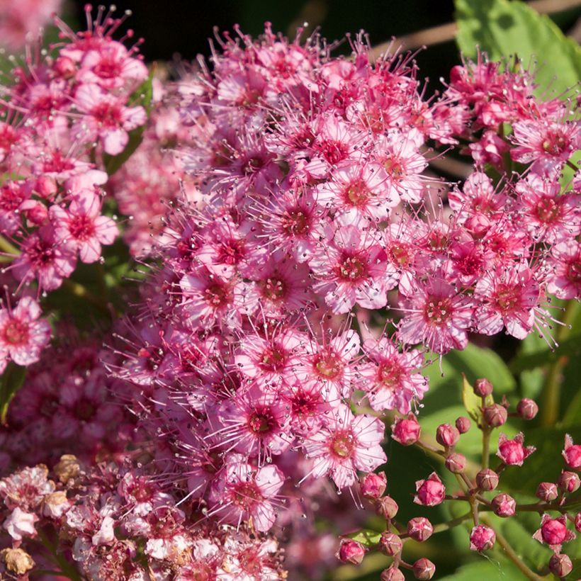 Espireia-japonesa Froebelii - Spiraea japonica (Floração)
