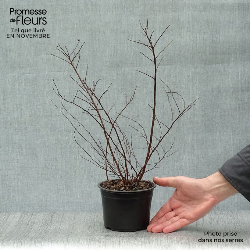Amostra de Espireia Halward's Silver - Spiraea nipponica Vaso de 1 L/1,5 L tal como entregue no outono
