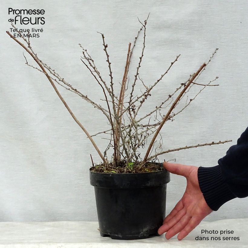 Amostra de Espireia White Carpet - Spiraea nipponica Vaso de 3 L/4 L tal como entregue na primavera