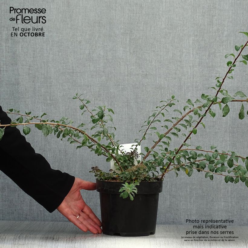 Amostra de Espireia White Carpet - Spiraea nipponica Vaso de 3 L/4 L tal como entregue no outono