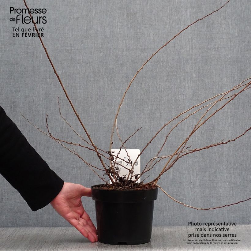 Amostra de Spirée japonaise White Carpet - Spiraea nipponica Vaso de 3 L/4 L tal como entregue no inverno