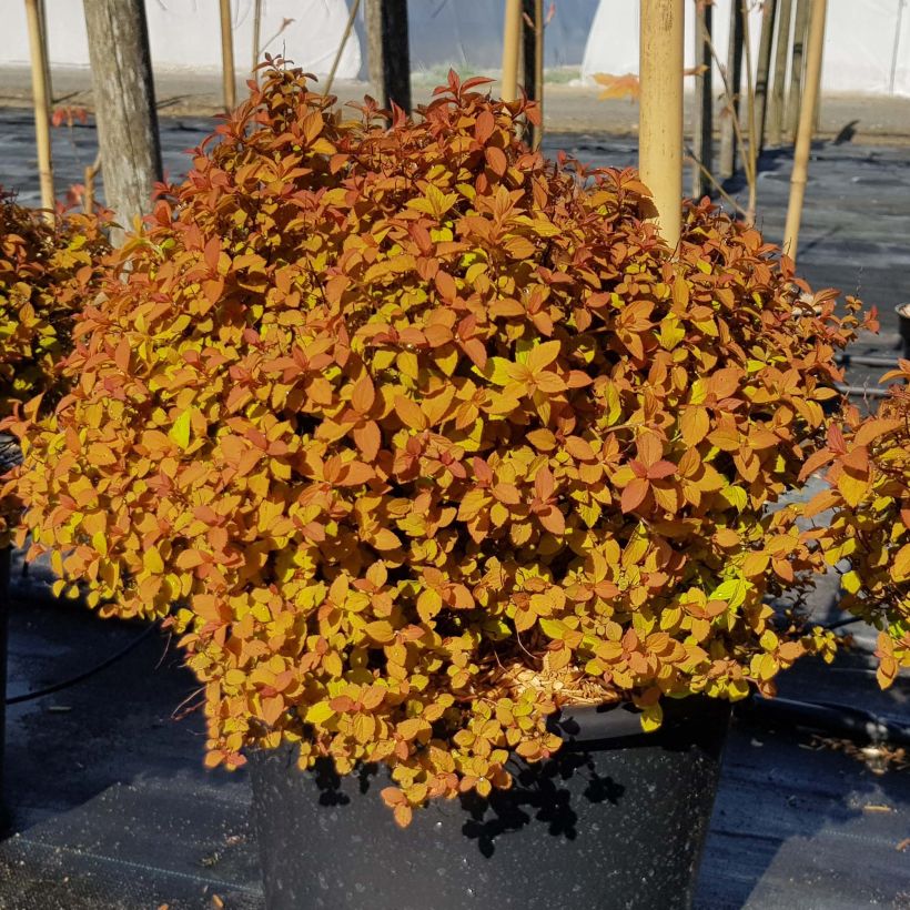 Espireia-japonesa Zen'Spirit Caramel - Spiraea japonica (Hábito)
