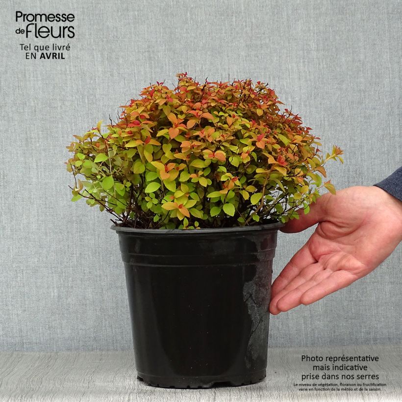 Amostra de Espireia-japonesa Zen'Spirit Caramel - Spiraea japonica Vaso de 3 L/4 L tal como entregue na primavera