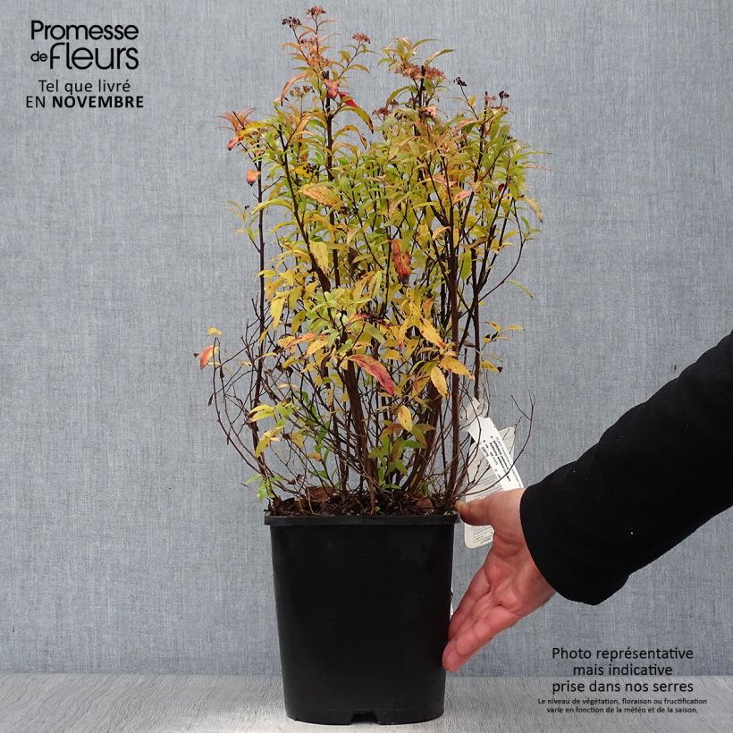 Amostra de Espireia-japonesa Anthony Waterer - Spiraea japonica Vaso de 4 L/5 L tal como entregue no outono