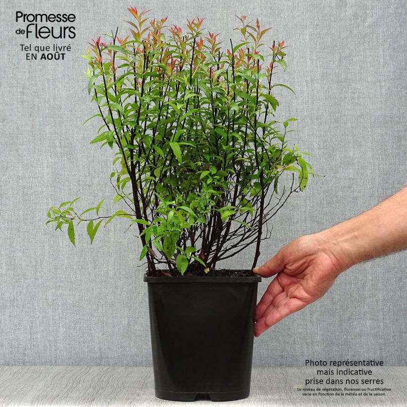Amostra de Espireia-japonesa Anthony Waterer - Spiraea japonica Vaso de 4 L/5 L tal como entregue no verão