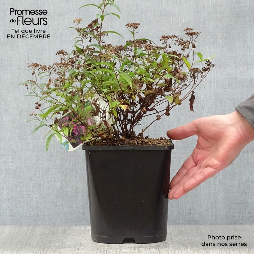 Amostra de Espireia-japonesa Anthony Waterer - Spiraea japonica Vaso de 4 L/5 L tal como entregue no inverno