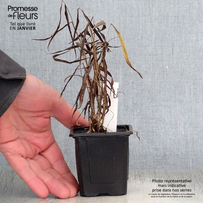 Amostra de Spodiopogon sibiricus West Lake - Graminée d'ornement Vaso de 8/9 cm tal como entregue no inverno