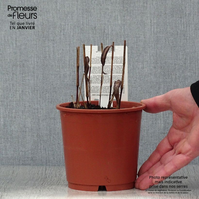 Amostra de Spodiopogon sibiricus West Lake - Graminée d'ornement Vaso de 1 L/1,5 L tal como entregue no inverno