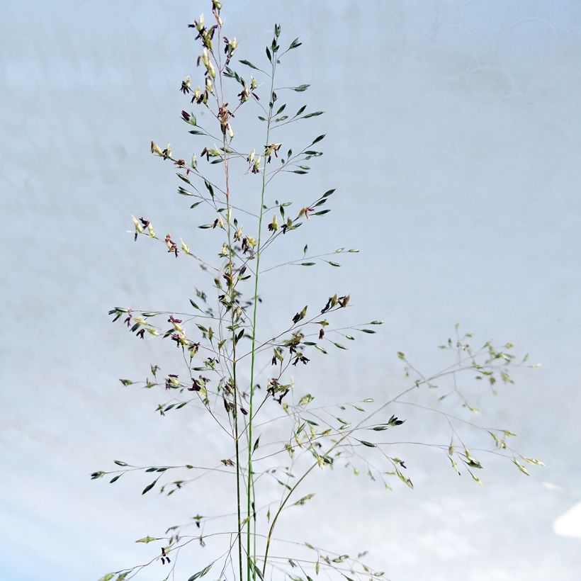 Sporobolus heterolepis (Floração)