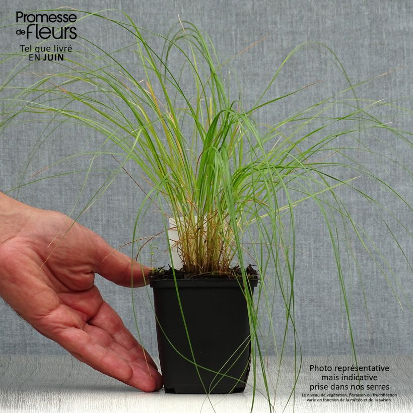Amostra de Sporobolus heterolepis Vaso de 8/9 cm tal como entregue no verão