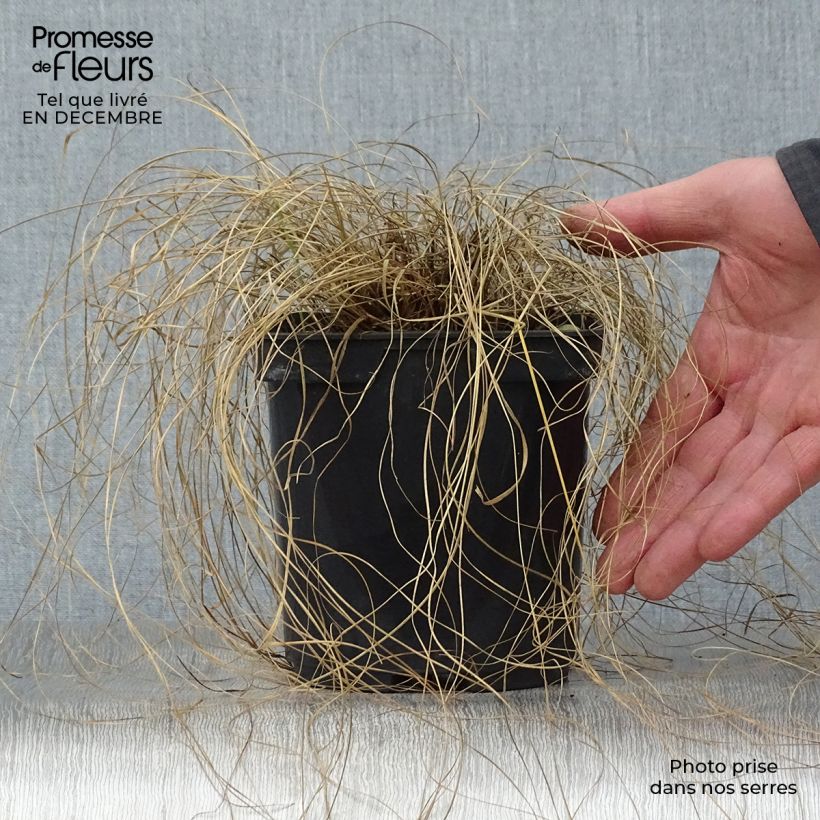 Amostra de Sporobolus heterolepis - Sporobole à glumes inégales Vaso de 2 L/3 L tal como entregue no inverno