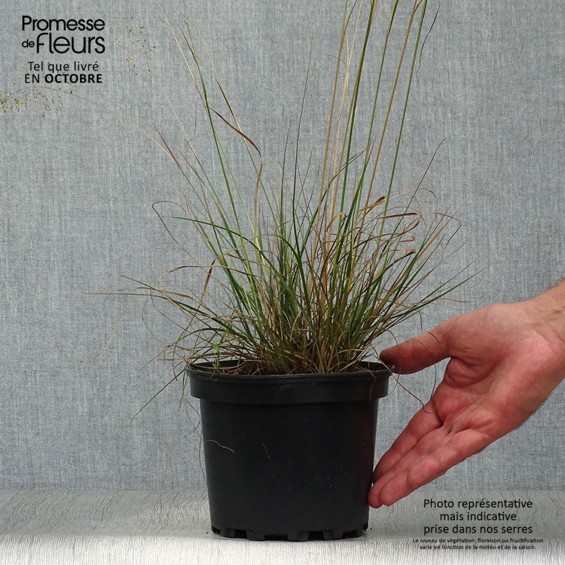 Amostra de Sporobolus heterolepis Vaso de 2 L/3 L tal como entregue no outono