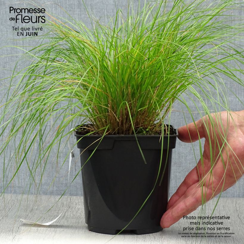 Amostra de Sporobolus heterolepis Vaso de 2 L/3 L tal como entregue no verão
