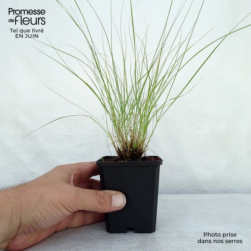 Amostra de Sporobolus heterolepis Wisconsin Strain Vaso de 8/9 cm tal como entregue no verão
