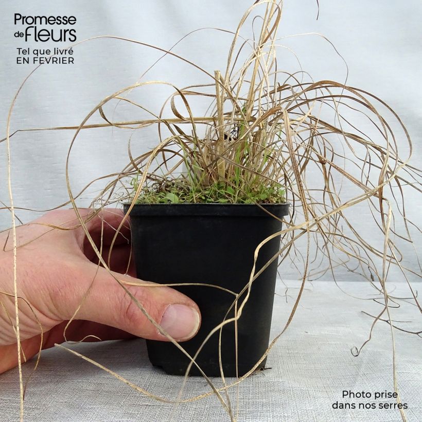 Amostra de Sporobolus heterolepsis Wisconsin Strain - Sporobole à glumes inégales Godet de 8/9 cm tal como entregue no inverno