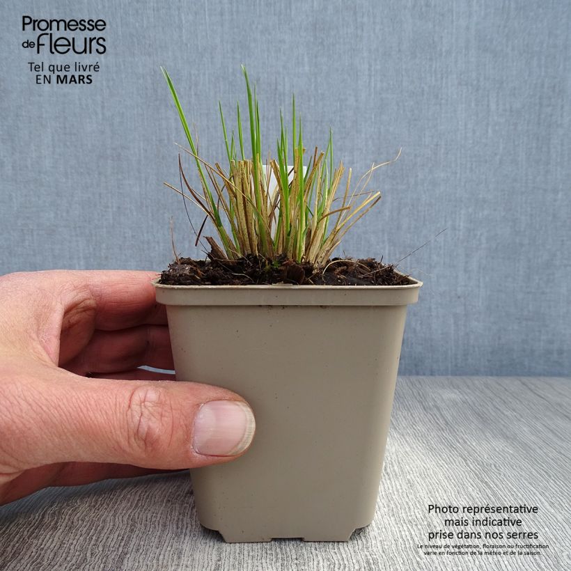 Amostra de Sporobolus heterolepis Wisconsin Strain Vaso de 8/9 cm tal como entregue na primavera
