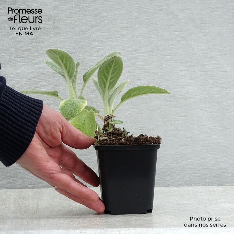 Amostra de Stachys byzantina Big Ears Vaso de 8/9 cm tal como entregue na primavera