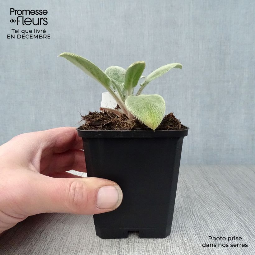 Amostra de Stachys byzantina Big Ears - Oreille d'ours Vaso de 8/9 cm tal como entregue no inverno