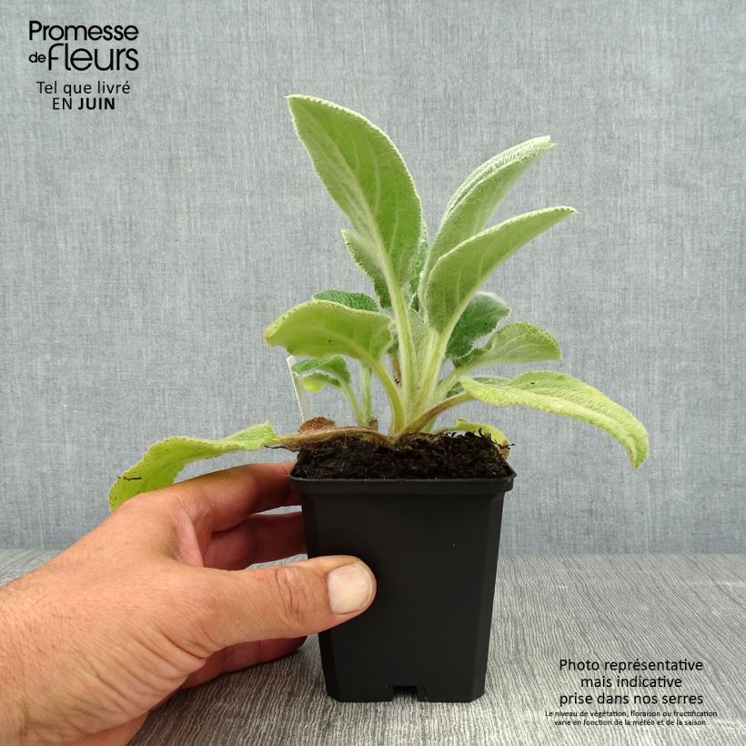 Amostra de Stachys byzantina Big Ears Vaso de 8/9 cm tal como entregue no verão