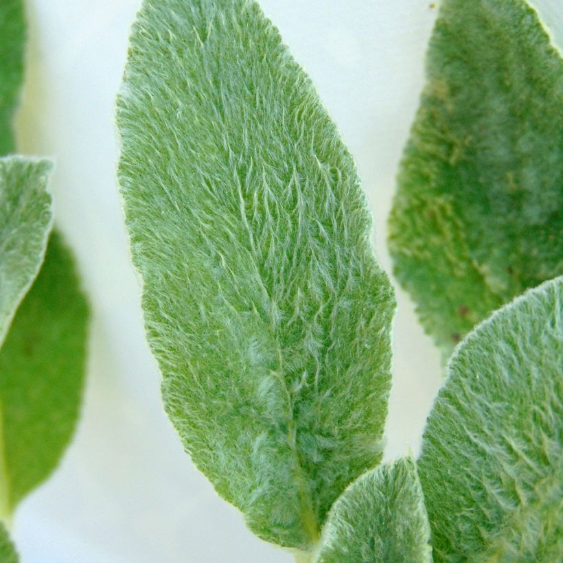 Stachys byzantina (Folhagem)