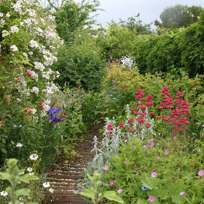 Stachys byzantina (Hábito)