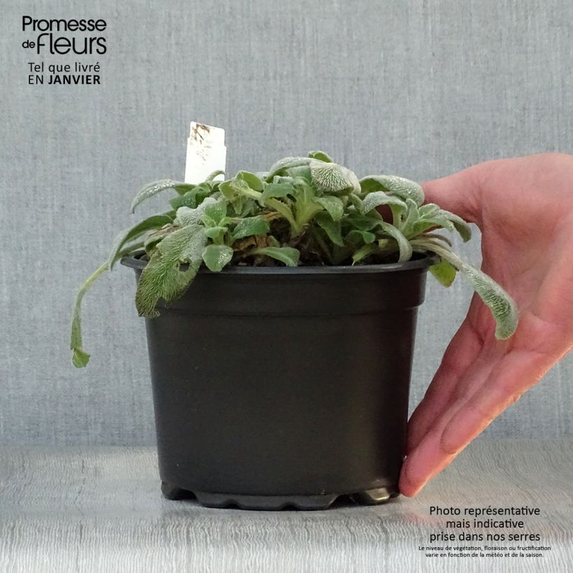 Amostra de Stachys byzantina - Oreilles d'ours Vaso de 2 L/3 L tal como entregue no inverno