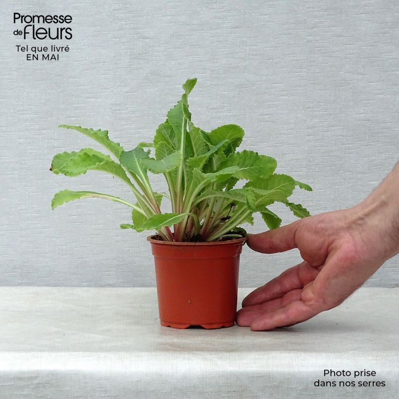 Amostra de Stachys byzantina Vaso de 8/9 cm tal como entregue na primavera