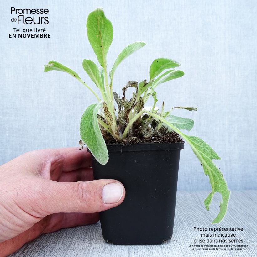 Amostra de Stachys byzantina Vaso de 8/9 cm tal como entregue no outono