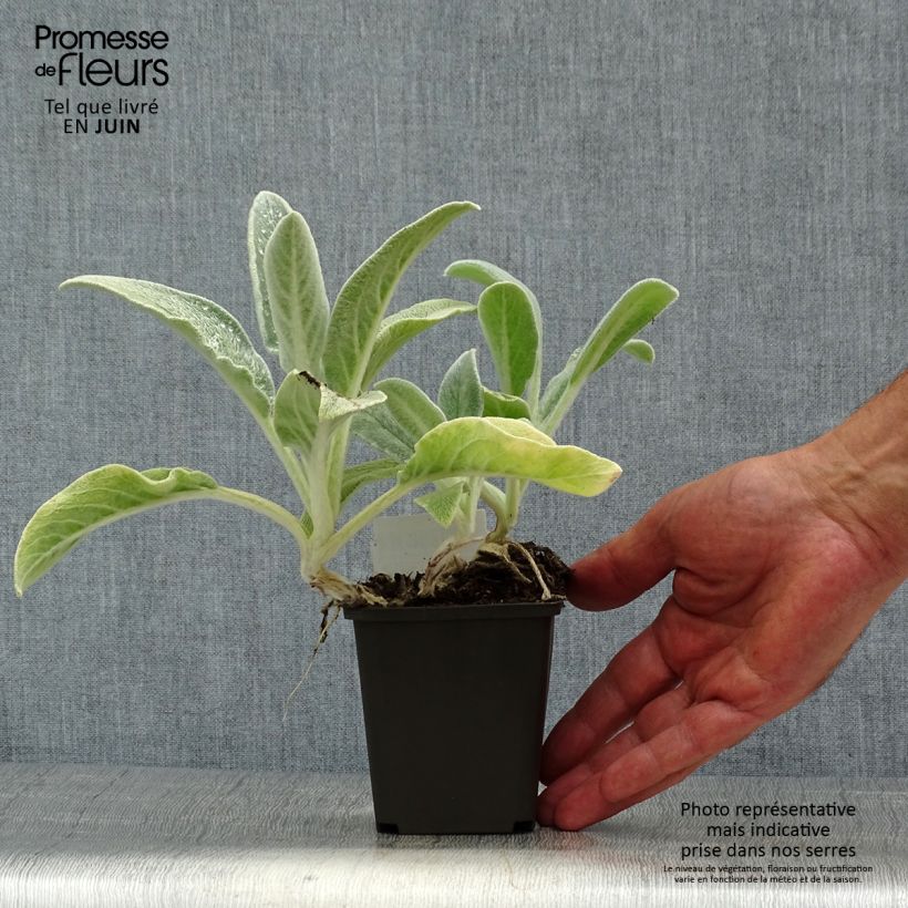 Amostra de Stachys byzantina Vaso de 8/9 cm tal como entregue no verão