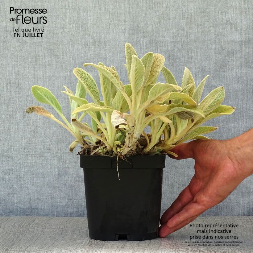Amostra de Stachys byzantina Vaso de 2 L/3 L tal como entregue no verão