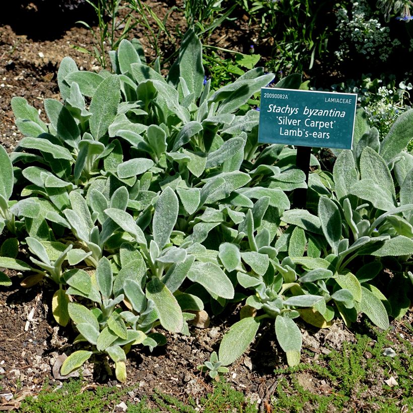 Stachys byzantina Silver Carpet (Hábito)