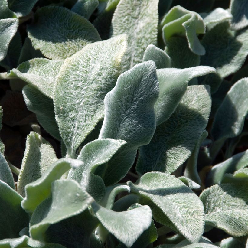 Stachys byzantina Silver Carpet (Folhagem)