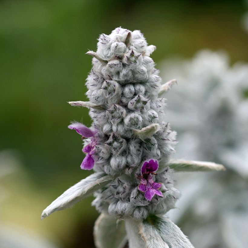 Stachys byzantina Silver Carpet (Floração)