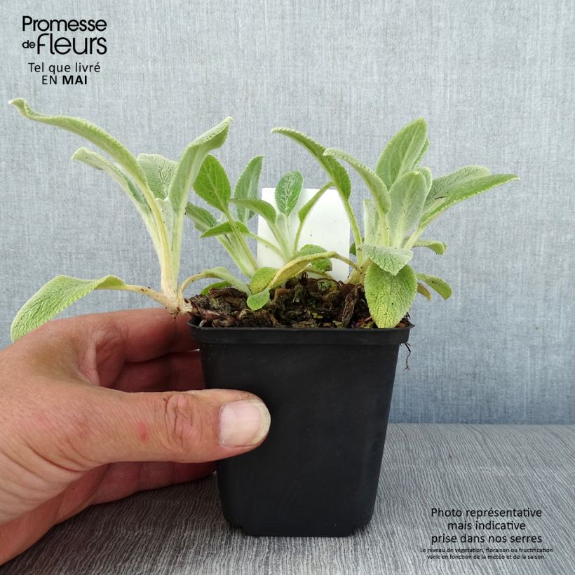 Amostra de Stachys byzantina Silver Carpet Vaso de 8/9 cm tal como entregue na primavera