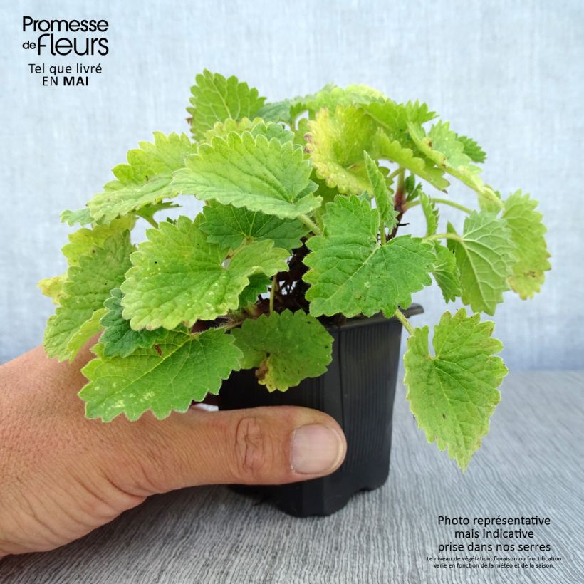 Amostra de Stachys grandiflora Superba Vaso de 8/9 cm tal como entregue na primavera