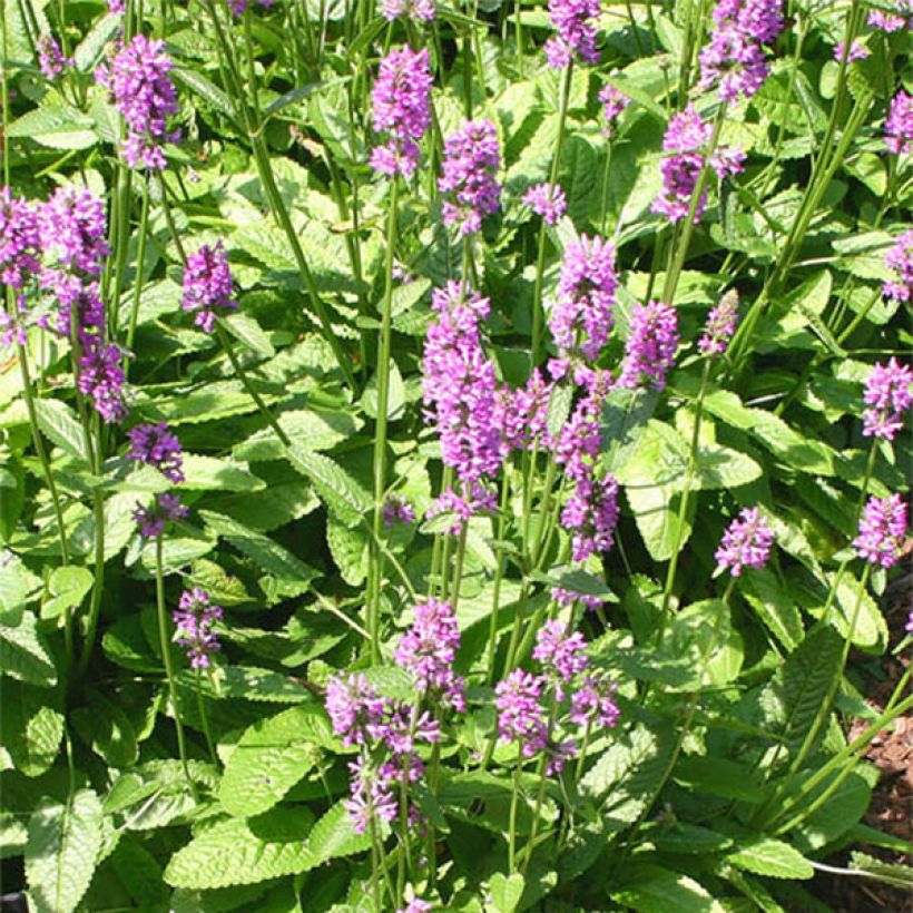 Stachys monieri Hummelo (Floração)