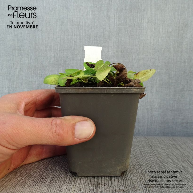 Amostra de Stachys monieri Hummelo Vaso de 8/9 cm tal como entregue no outono
