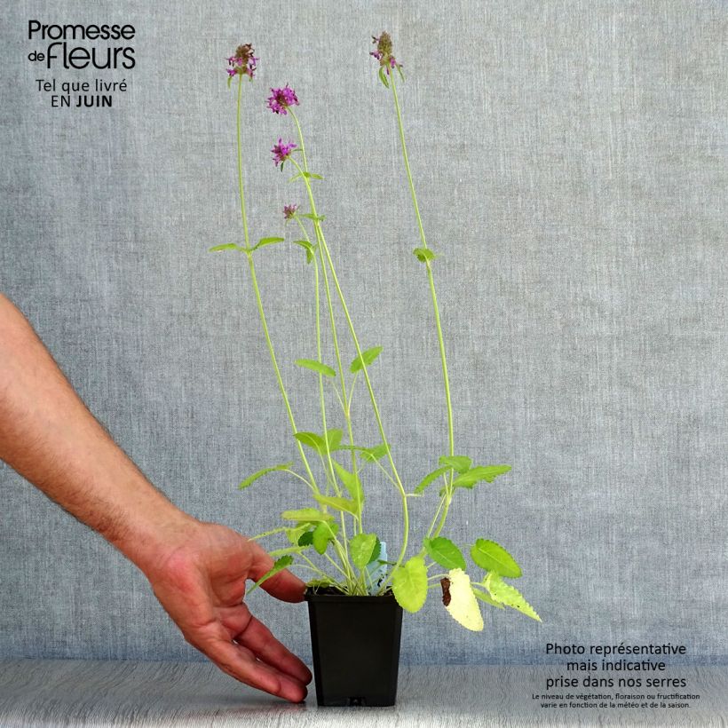 Amostra de Stachys monieri Hummelo Vaso de 8/9 cm tal como entregue no verão