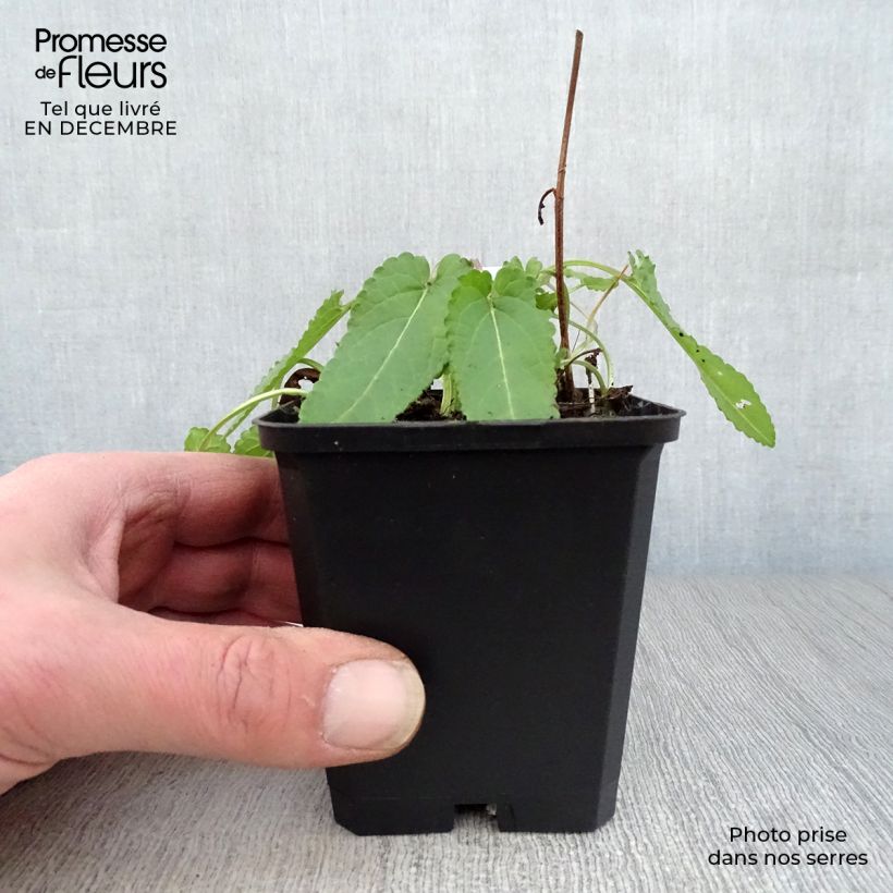 Amostra de Stachys monieri Hummelo - Epiaire Vaso de 8/9 cm tal como entregue no inverno