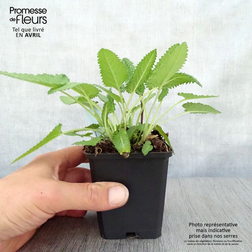 Amostra de Stachys monieri Hummelo Vaso de 8/9 cm tal como entregue na primavera