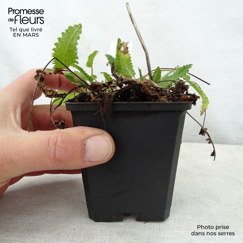 Amostra de Stachys monieri Rosea Vaso de 8/9 cm tal como entregue na primavera