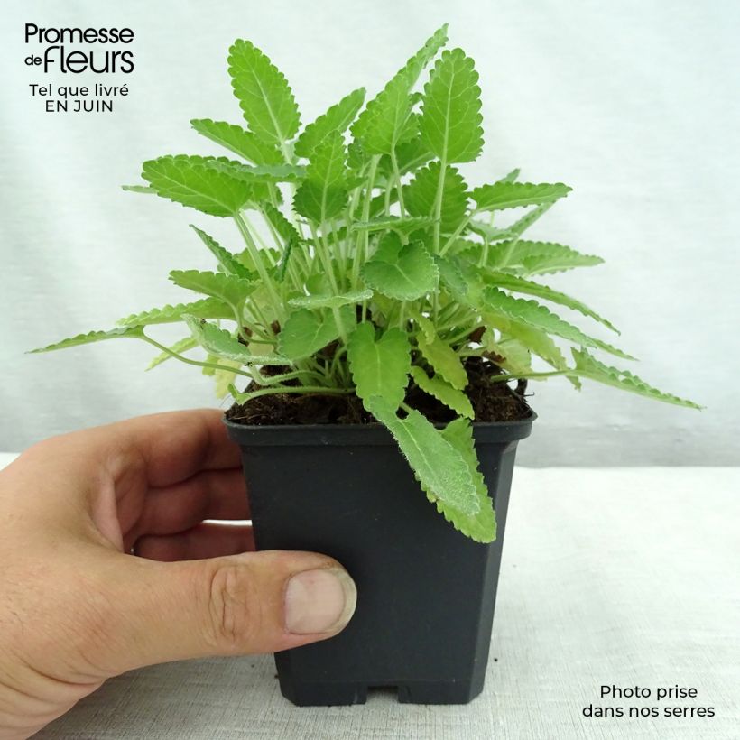 Amostra de Stachys monieri Rosea Vaso de 8/9 cm tal como entregue no verão