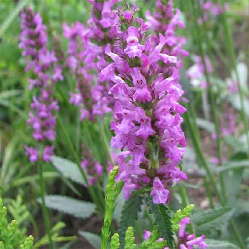 Stachys officinalis (Floração)