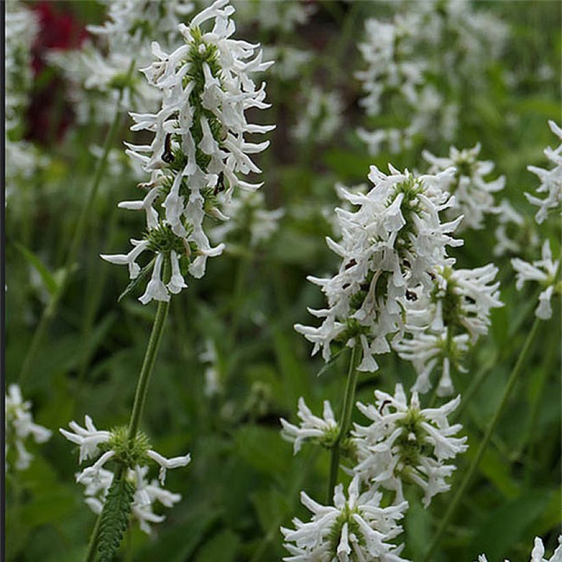 Stachys officinalis Alba (Floração)