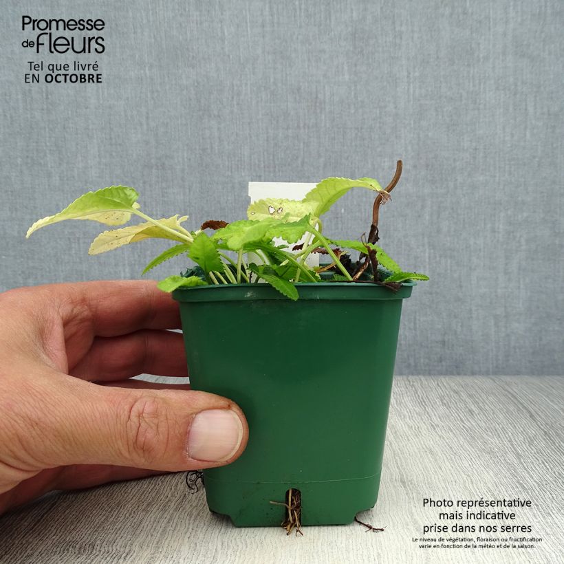 Amostra de Stachys officinalis Alba Vaso de 8/9 cm tal como entregue no outono