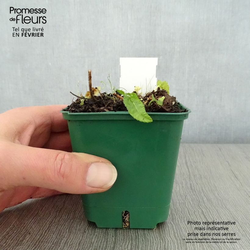 Amostra de Stachys officinalis Alba Vaso de 8/9 cm tal como entregue no inverno