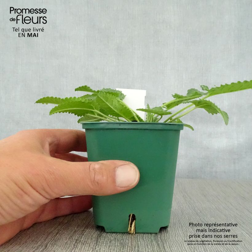 Amostra de Stachys officinalis Alba Vaso de 8/9 cm tal como entregue na primavera