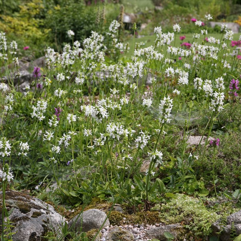 Stachys officinalis Alba (Hábito)