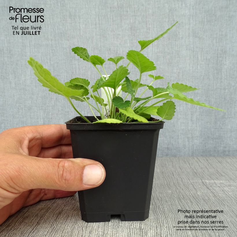 Amostra de Stachys officinalis Vaso de 8/9 cm tal como entregue no verão